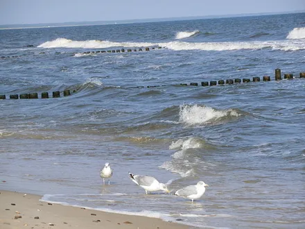 Möwen beim Frühstück