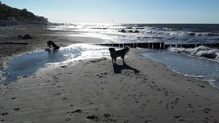 schöner Hundestrand nur 500 m entfernt