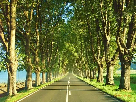 historische Lindenallee (Naturdenkmal) Bad Doberan - Heiligendamm