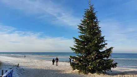 Weihnachtsbaum 2022 in Dierhagen am Strand aus unserem Garten 