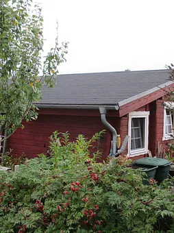 Zum Nachtisch Brombeeren gefällig?