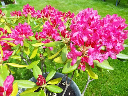 Blumen auf Liegewiese - Haus OF