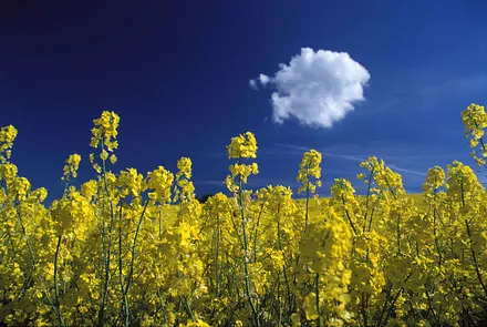Rügen zur Rapsblüte