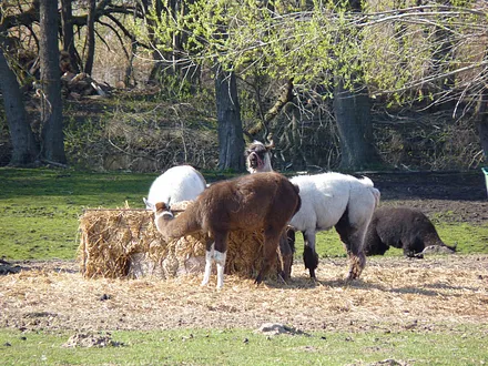 Tiere in unserer Nachbarschaft