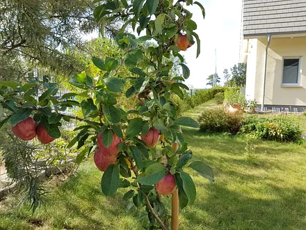 Apfelbaum im Garten, liebevoll angelegter Garten, idyllische Umgebung, genießen Sie die Ruhe