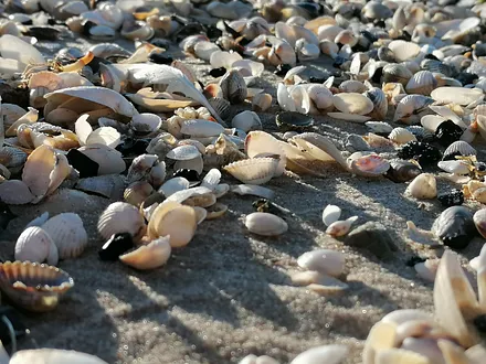 Muschelmeer