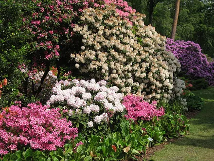 Rhododendronpark Graal-Müritz