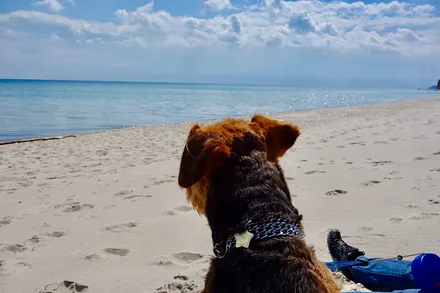 Der Südstrand von Göhren ist naturbelassen und ermöglicht auch in der Haupsaison kilometerlange Spaziergänge mit dem Hund !