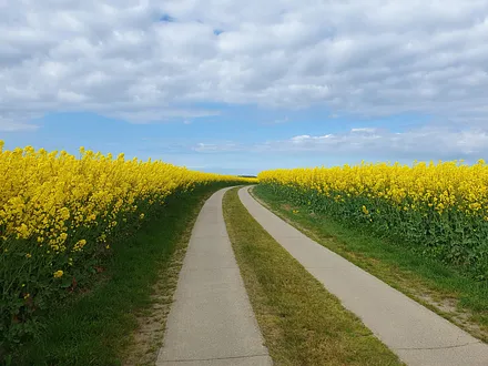 Rapsfelder auf Wittow