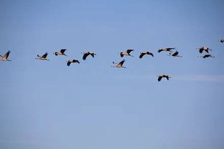 Kranichzug über dem Haus