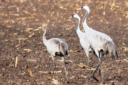 Kranichpaar mit Jungtier