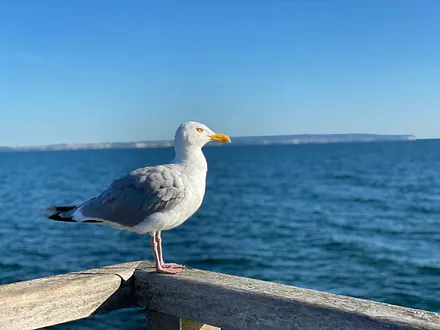 Auch die Möwen mögen die Aussicht auf die Kreidefelsen