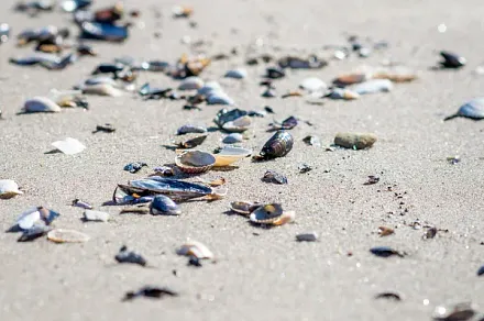 Muscheln  am Strand