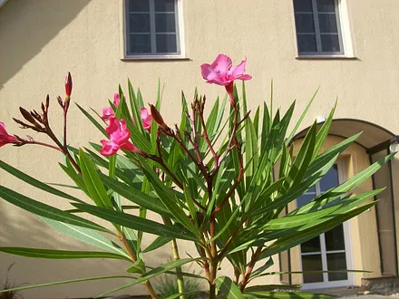 Ferienwohnung im Erdgeschoss