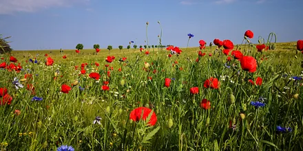 Inselvielfalt - Ostsee, Achterwasser, Landschaft,