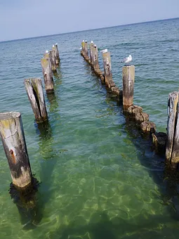 Pfähle an der Ostsee mit Möwen 