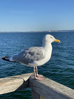 Impressionen der Seebrücke