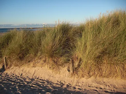 in den Dünen in Warnemünde