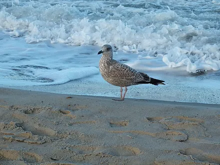 am Strand - in 3 Minuten erreichbar