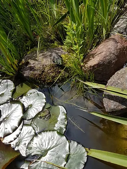 Suchbild: wer findet die Frösche?