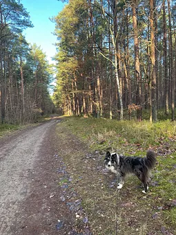 Waldweg durch die Baaber Heide nach Göhren