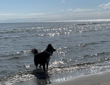 Hunde sind bei uns ebenfalls Willkommene Gäste!