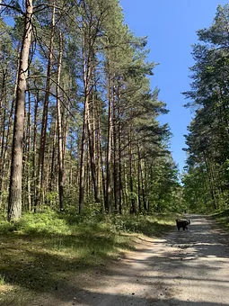 Spaziergang durch die Baaber Heide