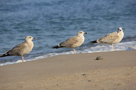 Möwen am Strand von Karlshagen