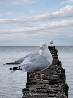 Möwe 