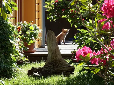 ~ Herzlich Willkommen im "Dat Lütte Hus" ~ein seltener Gast