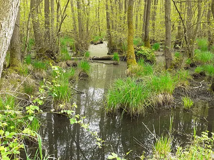Naturschutzgebiet Darsser Wald
