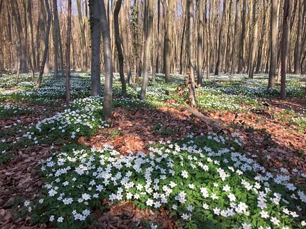 Der Buchenwald im Frühling