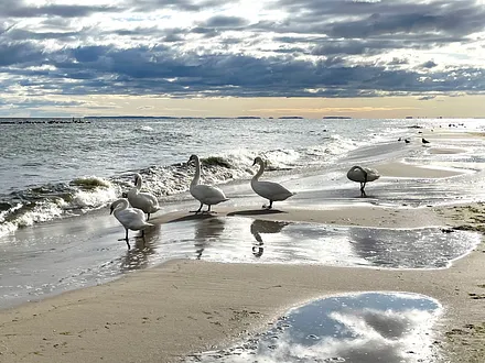 Schwäne beim Sonnenbaden