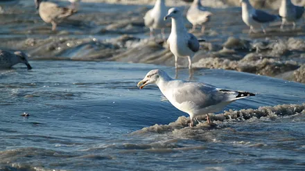 Vorsicht-Fischbrötchen-Räuber ...!