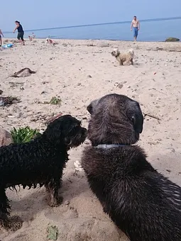 Ostsee...auch ein Hundeparadies