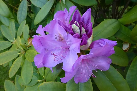 Rhododendronblüte im Garten