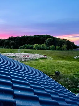 Wildbeobachtung am Haus 