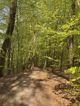 Waldbaden entlang am Krebssee