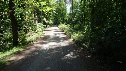 Fahrradweg durch den Küstenwald
