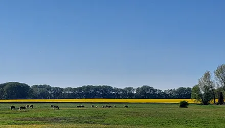 Friedlich grasende Haflinger gleich gegenüber