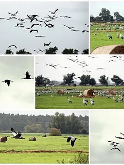  Die Vögel des Glücks sind regelmäßige Gäste