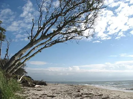 Weststrand Windflüchter