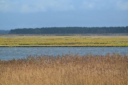 Vogelschutzinsel Kirr