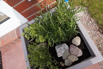 frische Küchenkräuter