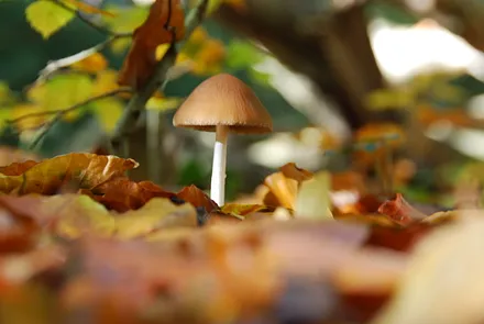 Pilz im Darßwald