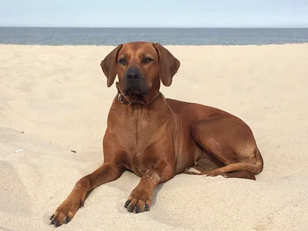 .....relaxen am Strand... :). Ihnen einen wundervollen Urlaub!