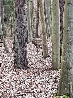 Direkt an dem Haus beginnt der Wald. In 3km sind Sie in Zinnowitz oder Koserow