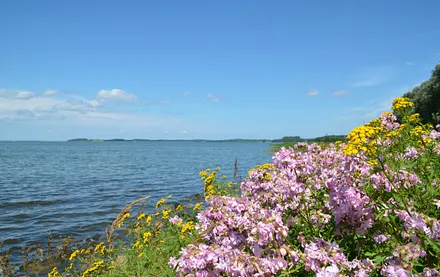 Natur pur am Achterwasser