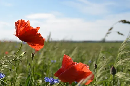 Die Insel Usedom ist ein wahres Naturparadies.