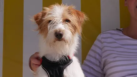 Ihr Hund darf Sie gerne begleiten - sprechen Sie uns an!